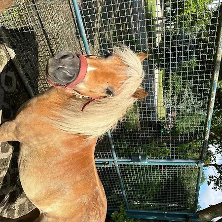 Auf Pferdehof * Braubach