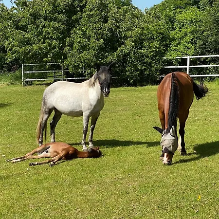 Auf Pferdehof Apartament Braubach