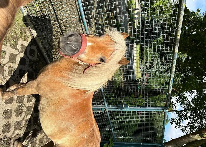 Auf Pferdehof * Braubach